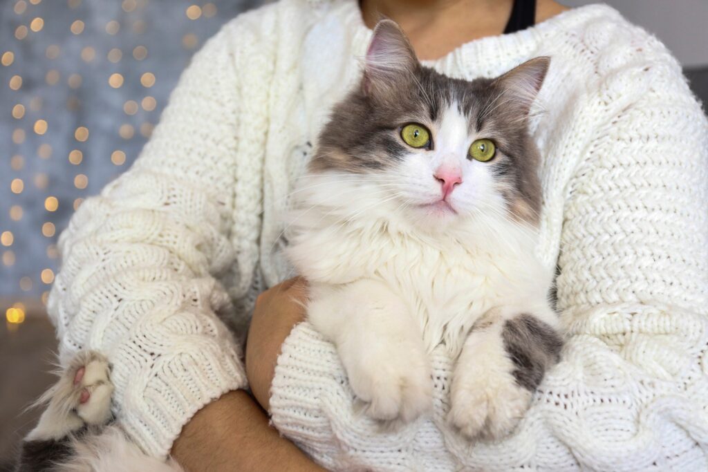 woman holding a white and gray ragamuffin cat