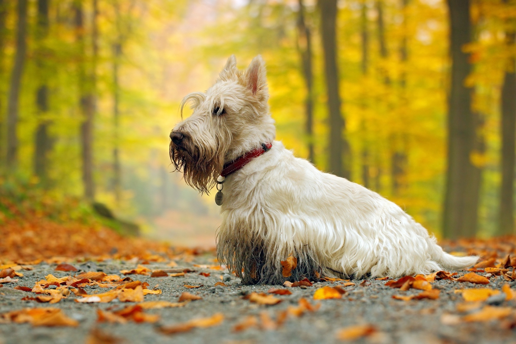 white scottish terrier walking on a muddy hiking trail