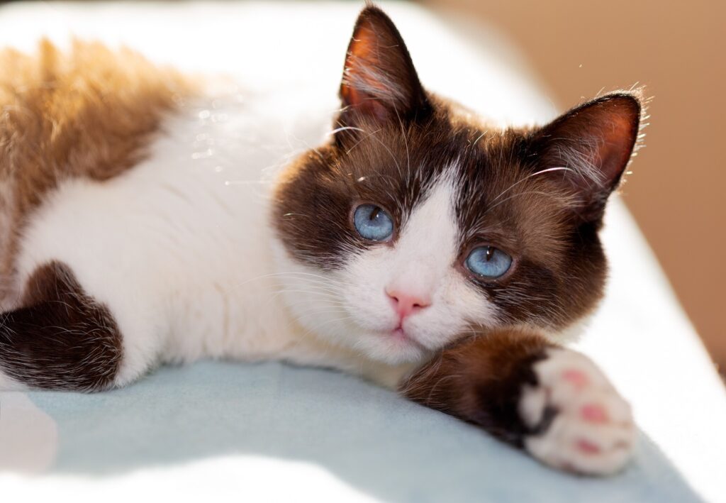 snowshoe cat lying down