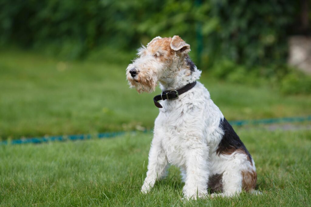 wire fox terrier dog sitting in grass