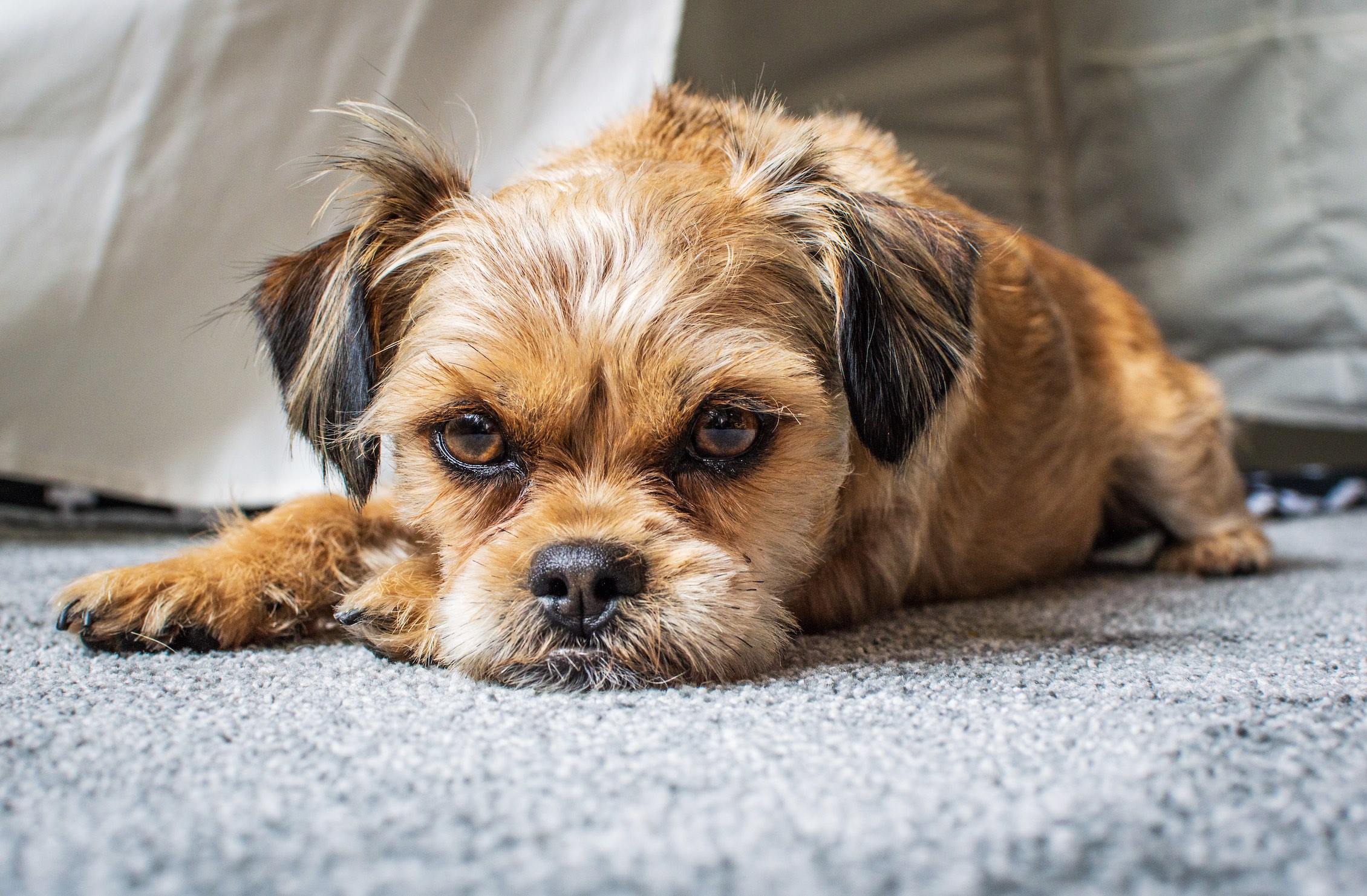 shorkie dog lying down