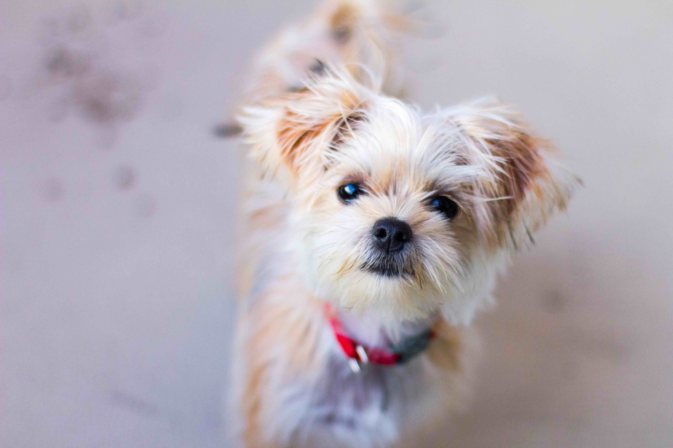 yorkie-shih tzu mix looking up at the camera