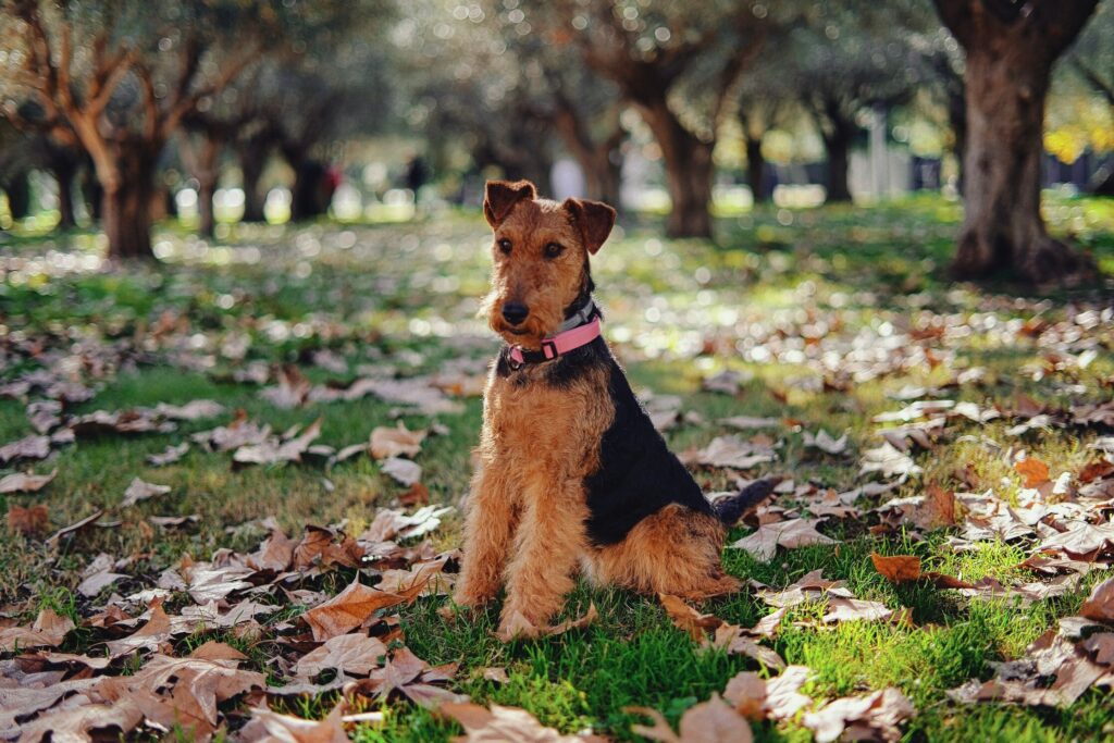 black and tan welsh terrier sitting outside