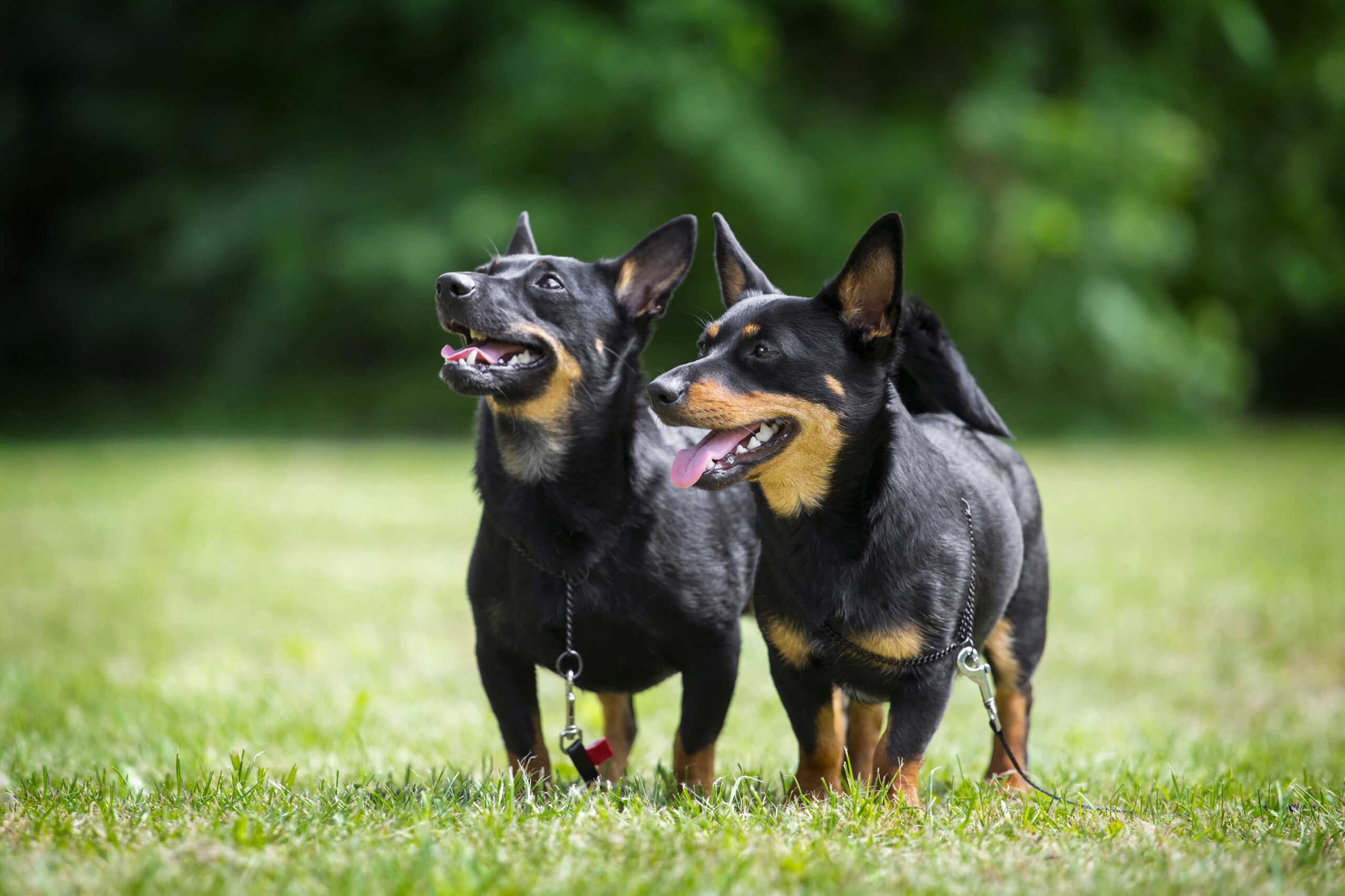Two black and tan lancashire heelers, a herding dog breed, standing in a grassy field