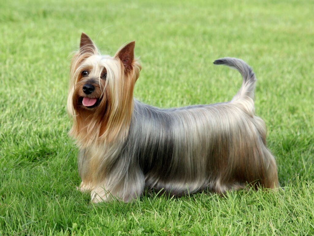 blue and tan silky terrier standing in grass