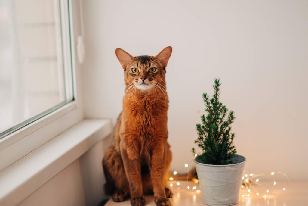 red somali cat sitting on a table near a window