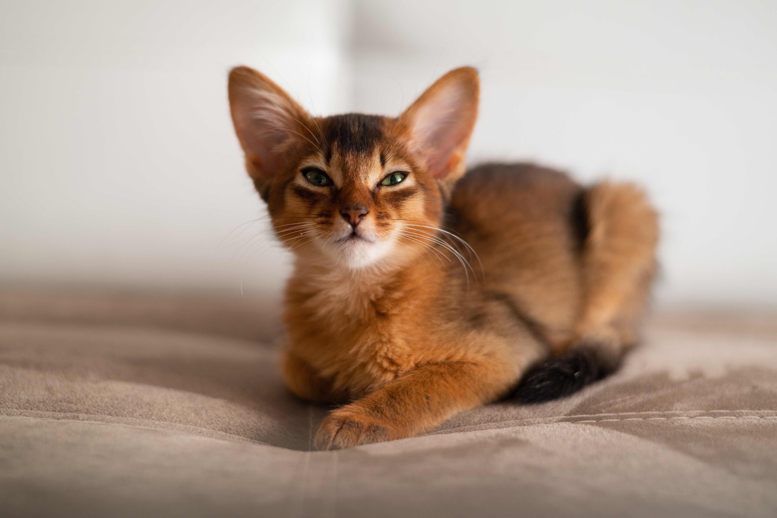 red somali kitten loafing