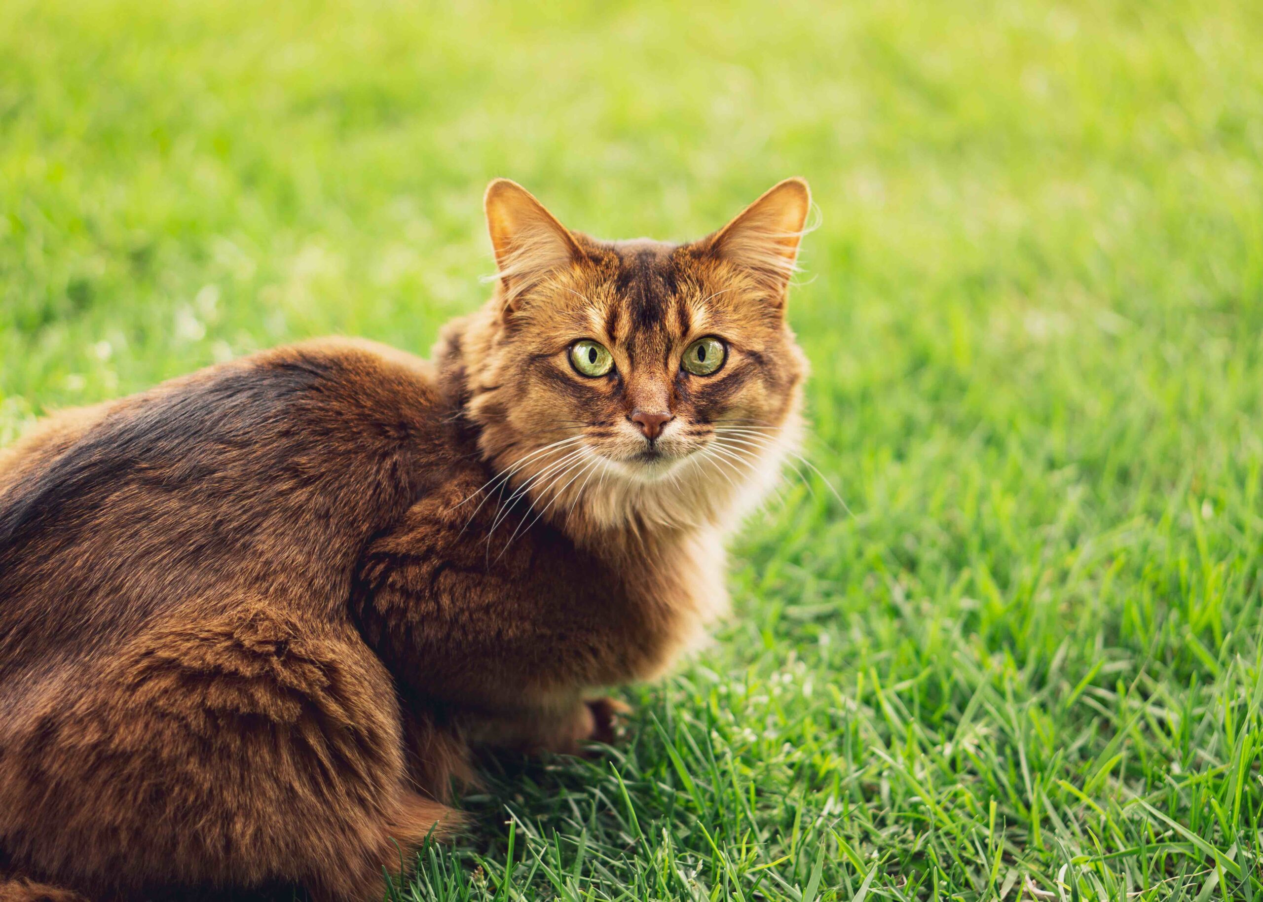 red longhaired somali cat crouching in grass