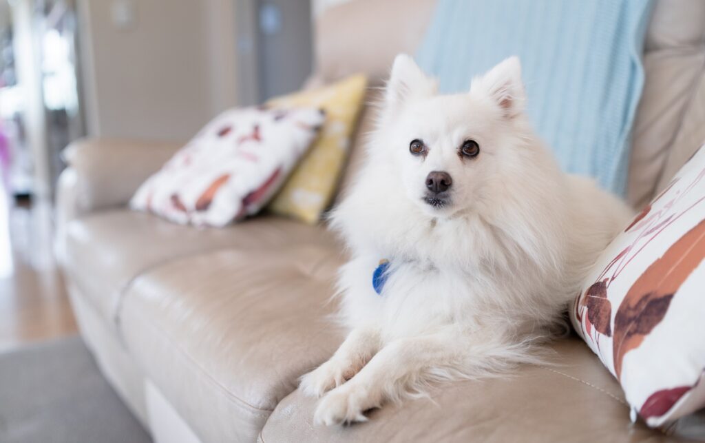 white japanese spitz dog lying on a couch