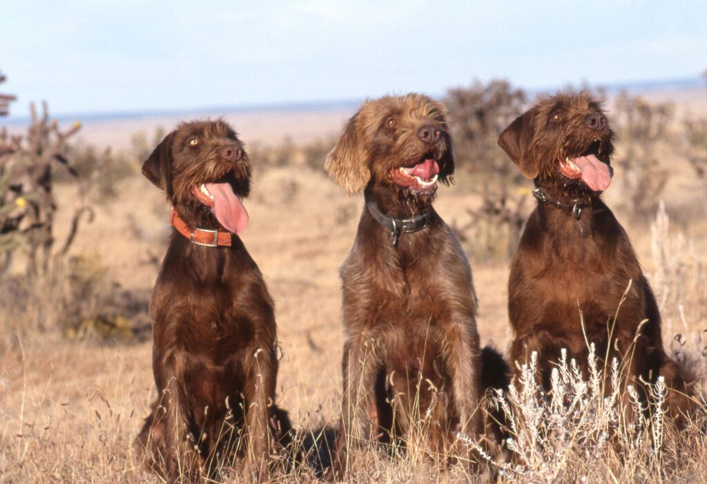 three brown pudelpointers sitting in a field