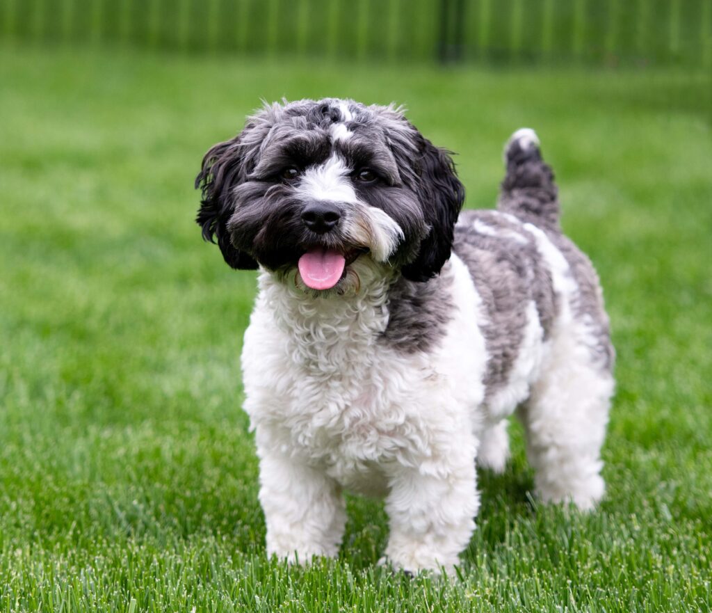 gray and white havapoo dog standing in grass