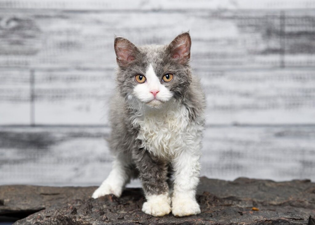 gray and white selkirk rex on a gray wood background