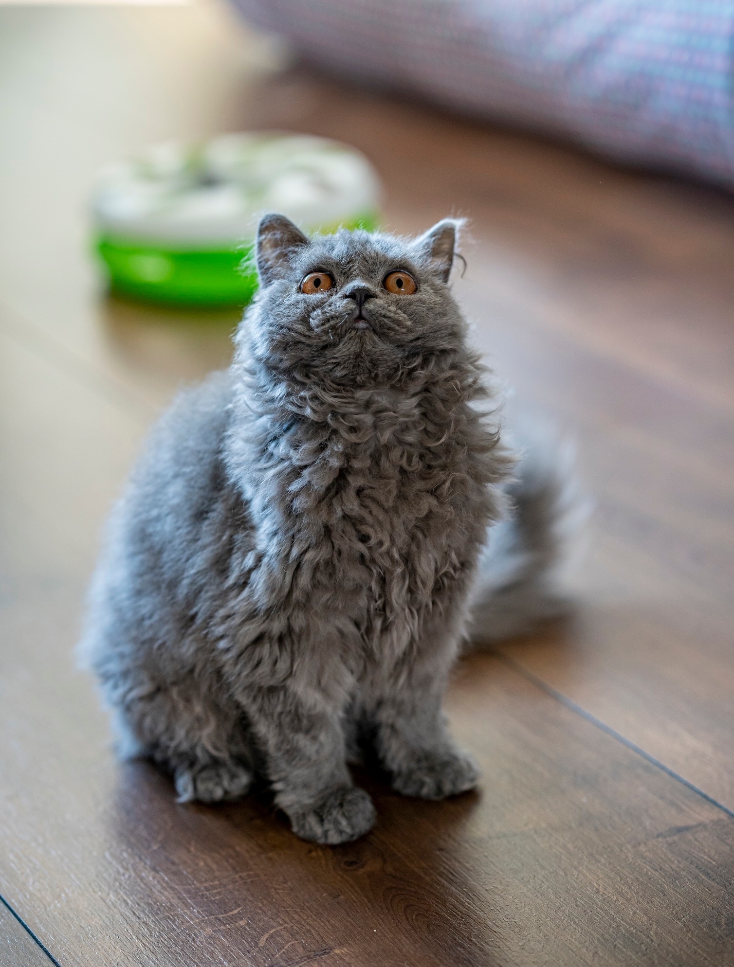 gray selkirk rex sitting on hardwood floor and looking up