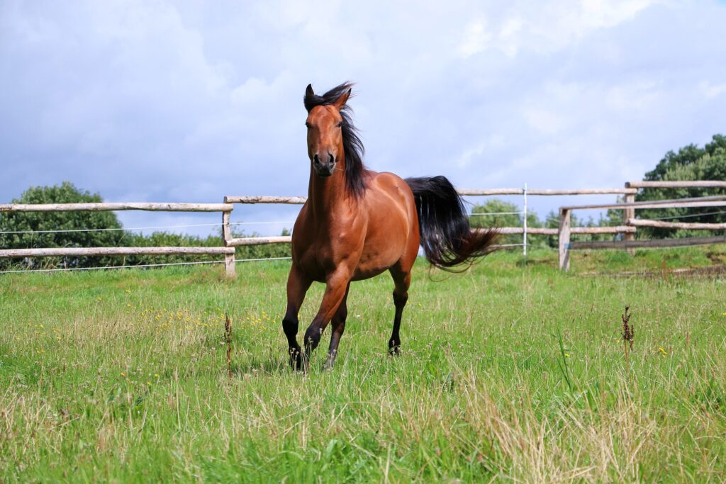 Quarter horse running in field
