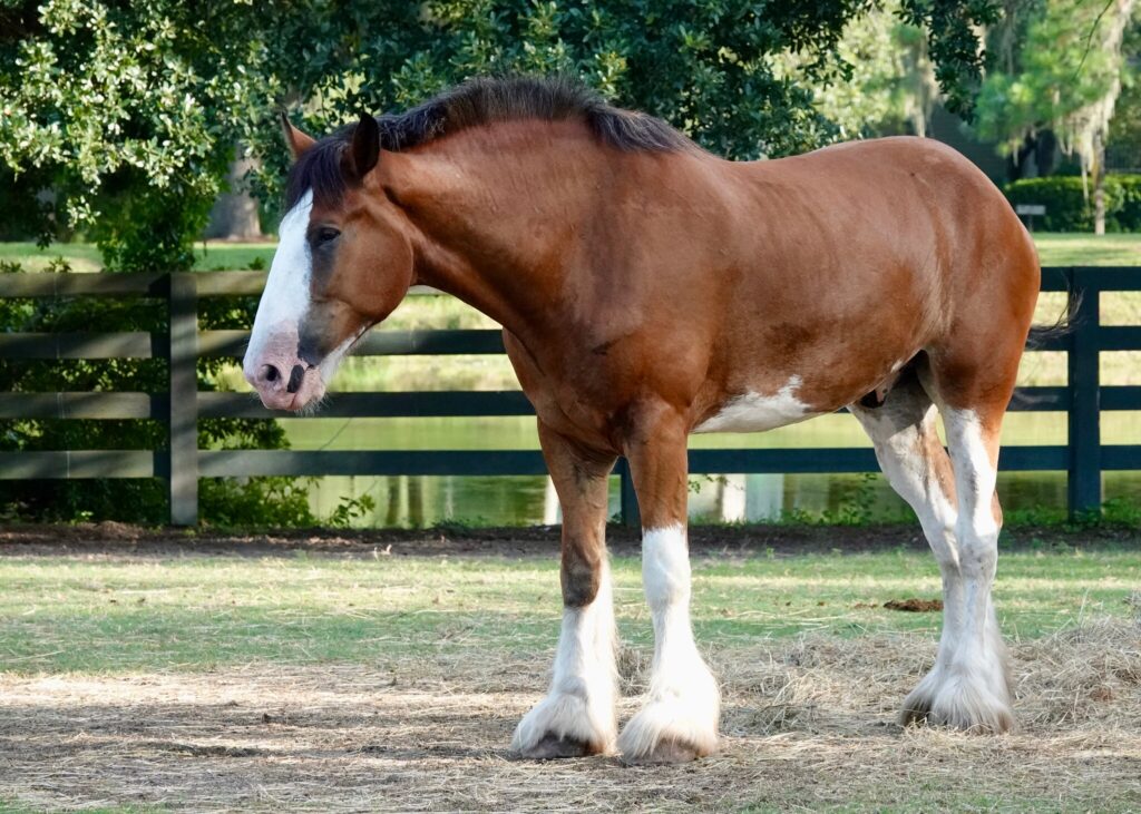 Clydesdake horse breed