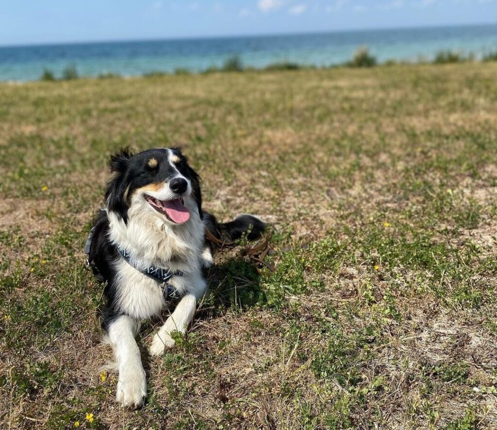 border aussie dog laying in grass and smiling