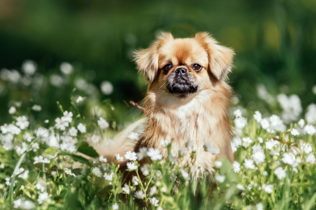 tan tibetan spaniel sitting in a field of small white flowers