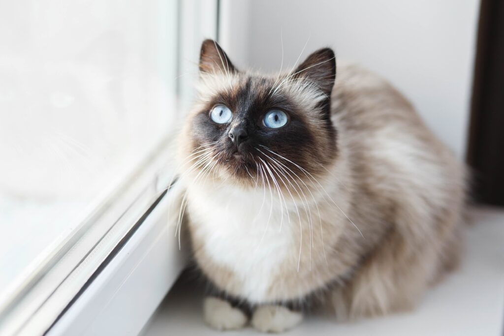 cream colorpoint birman cat sitting at a window ledge and looking up