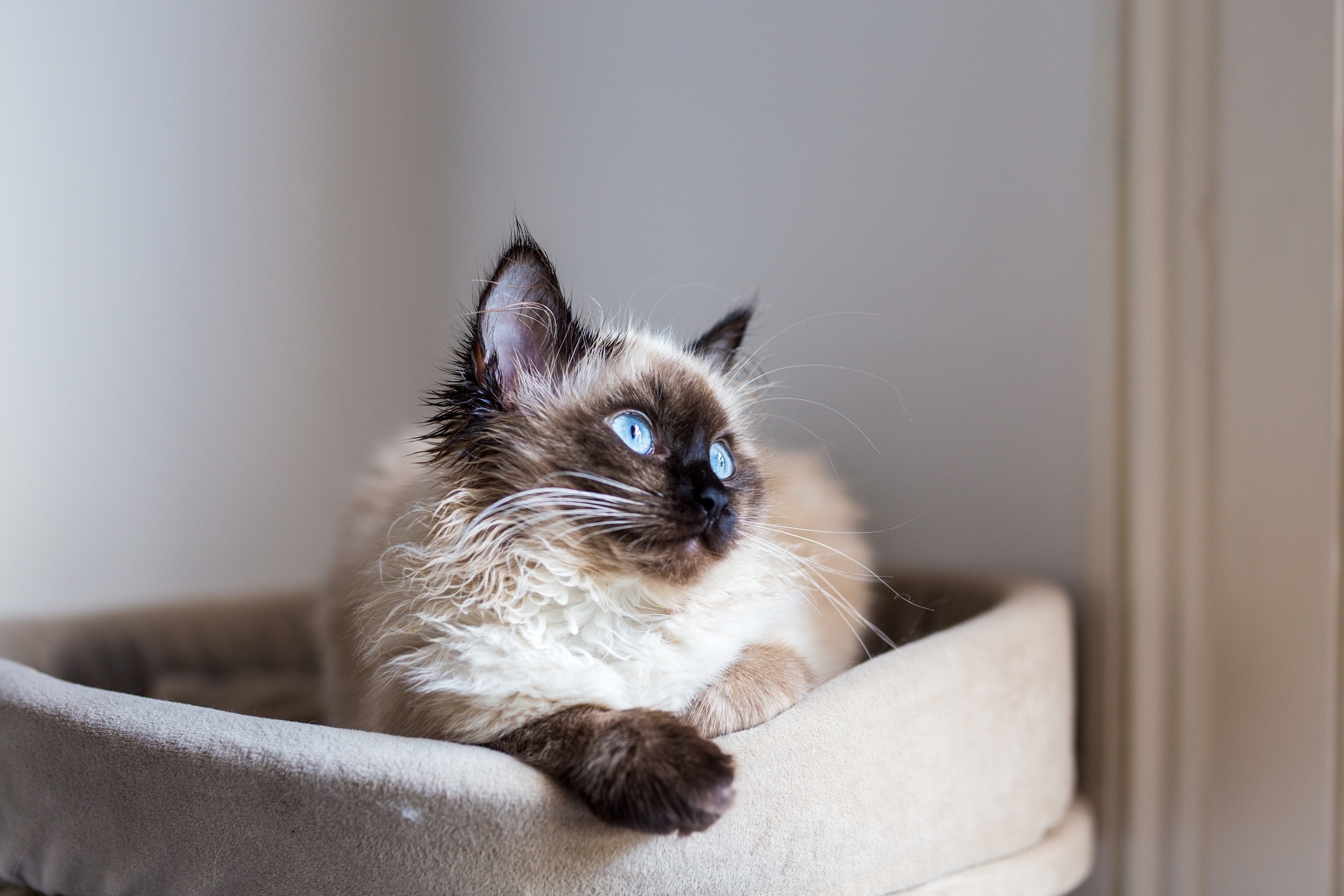 blue-eyed birman cat lying in a cat tree