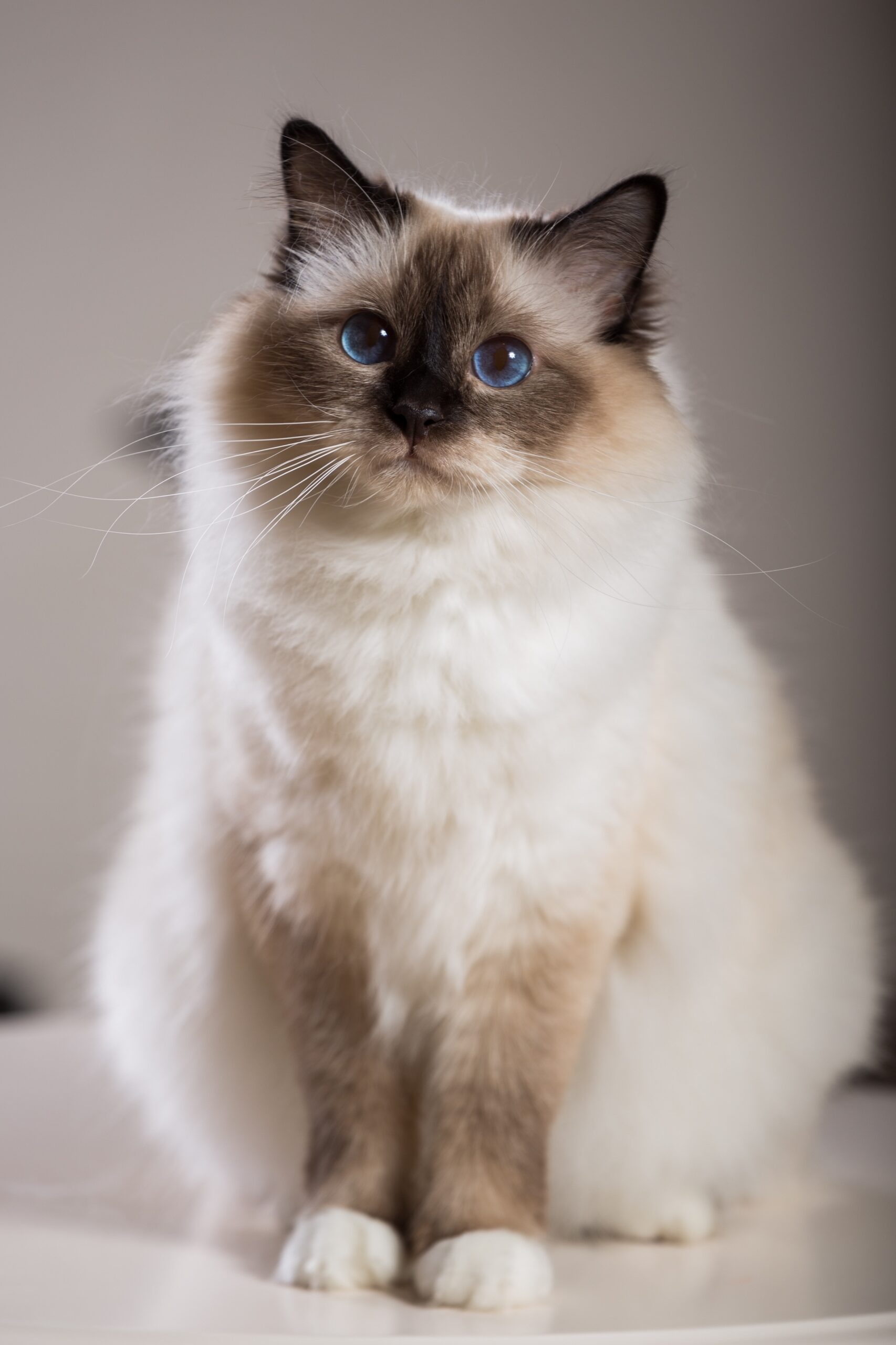 birman cat sitting and looking at the camera