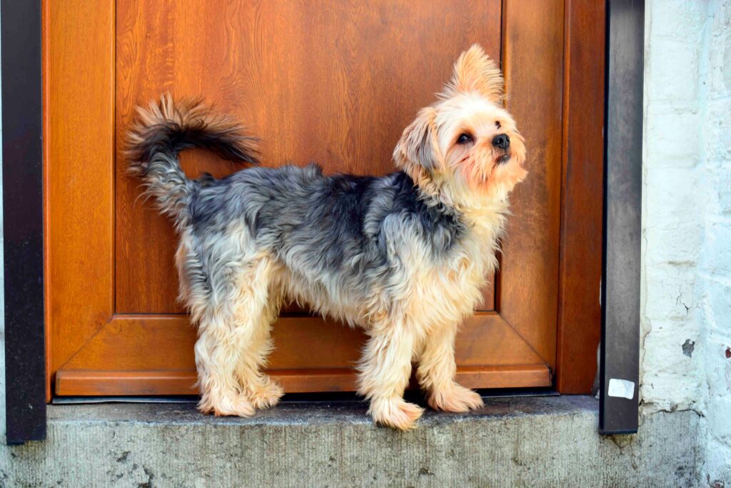chorkie dog standing in front of a door