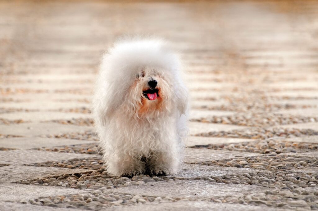 scruffy white bolognese dog breed