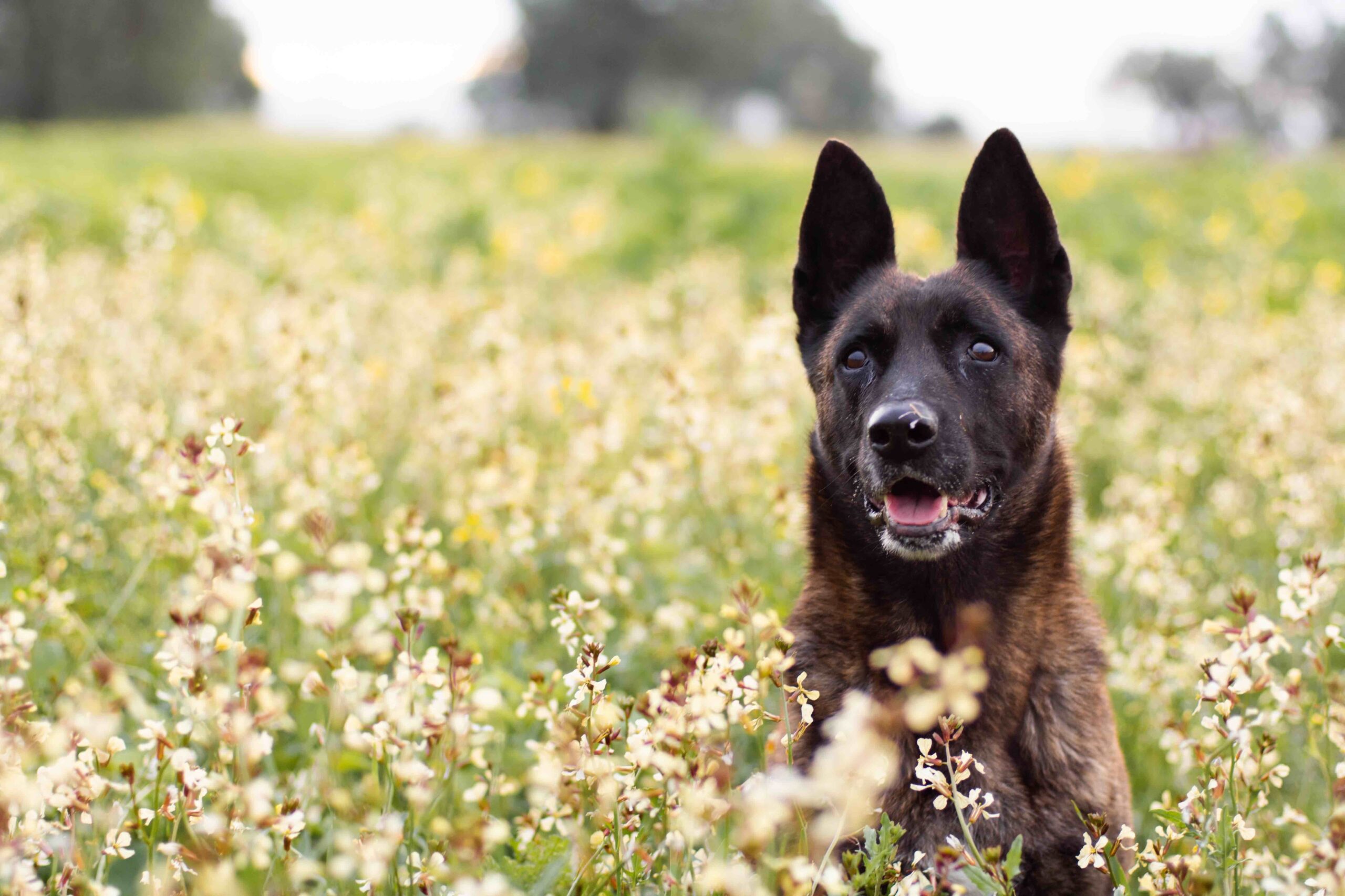 brindle dutch shepherd sitting in a field of yellow flowers