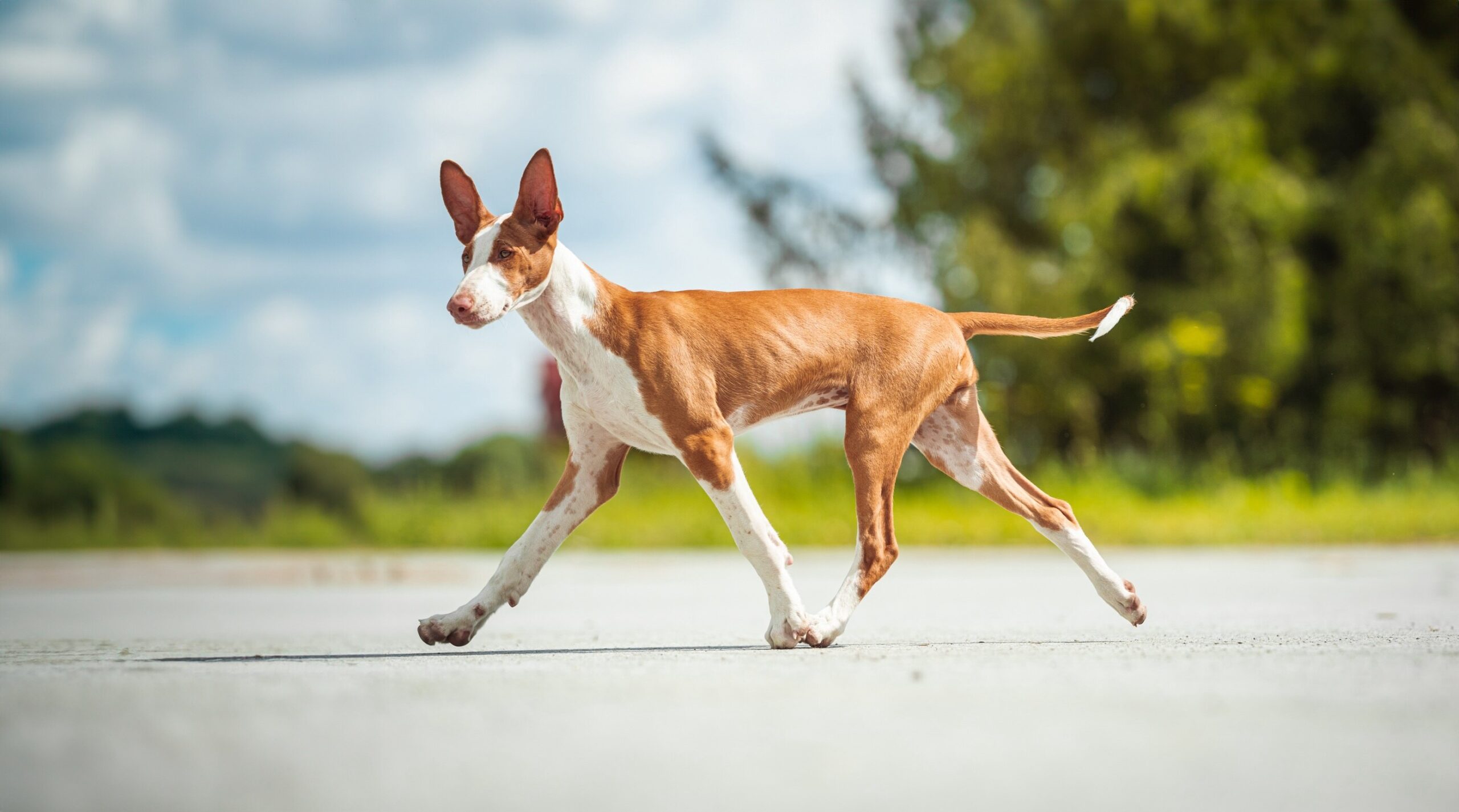 An Ibizan Hound, a hound dog breed, trotting over pavement