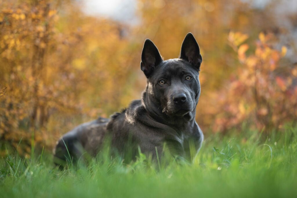 black thai ridgeback dog lying in grass in front of autumn trees