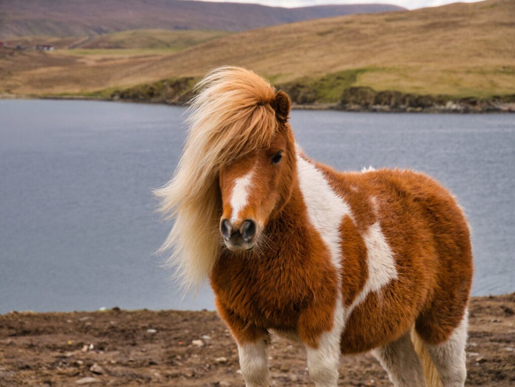 Shetland pony outside near lake