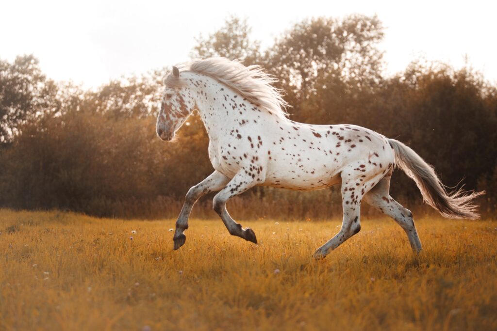 Appaloosa horse running in field
