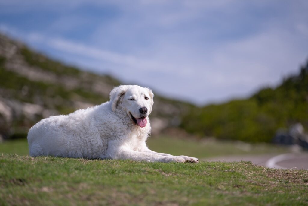 white kuvasz dog lying in grass and panting in the sun