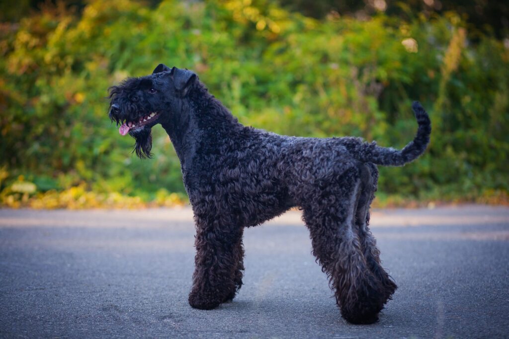 black kerry blue terrier standing to the side on a paved path