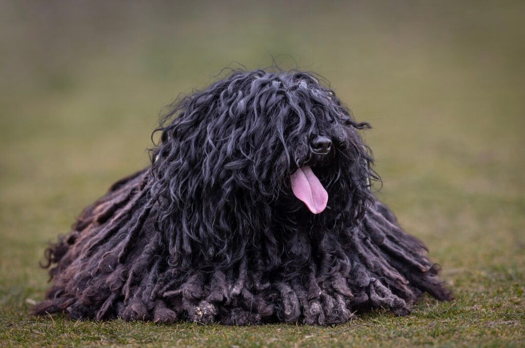 black corded puli dog lying in grass and panting