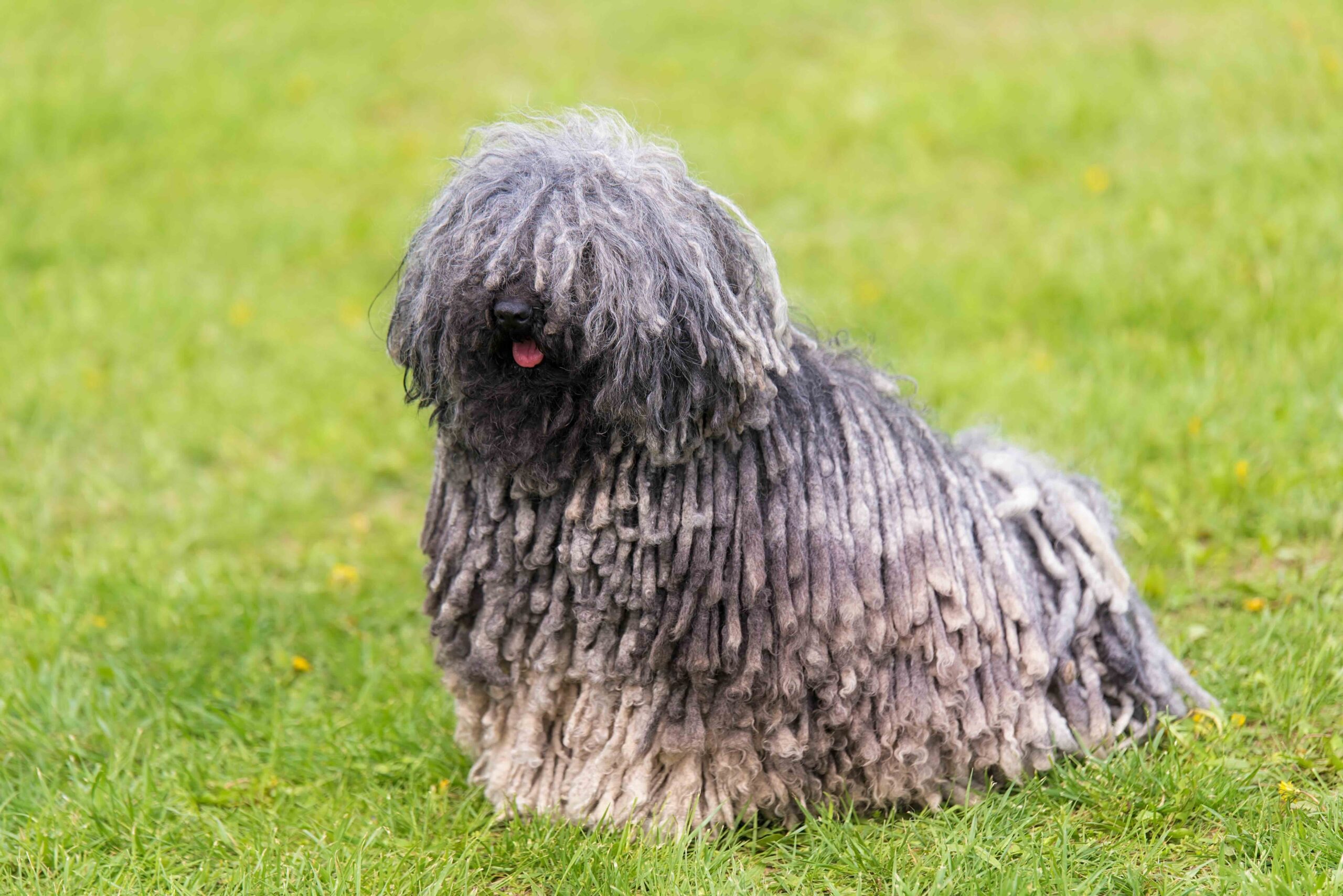 A gray Puli dog, a herding breed, sitting in grass