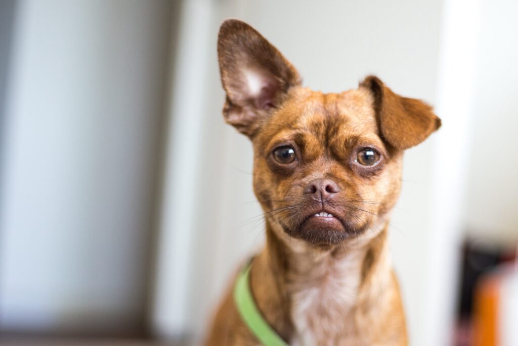 brown pug-chihuahua mix with one ear up and one ear down, looking at the camera with an underbite