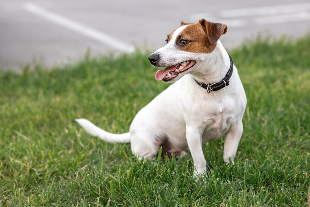 white russell terrier with brown ears sitting on a patch of grass and looking to the side