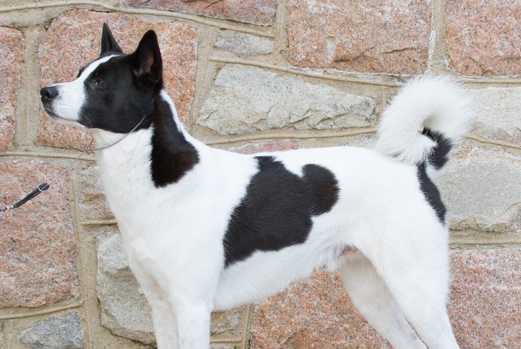 black and white canaan dog standing in front of a stone wall