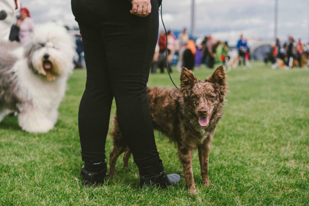 brown speckled mudi dog standing at his pet parent's feet outside
