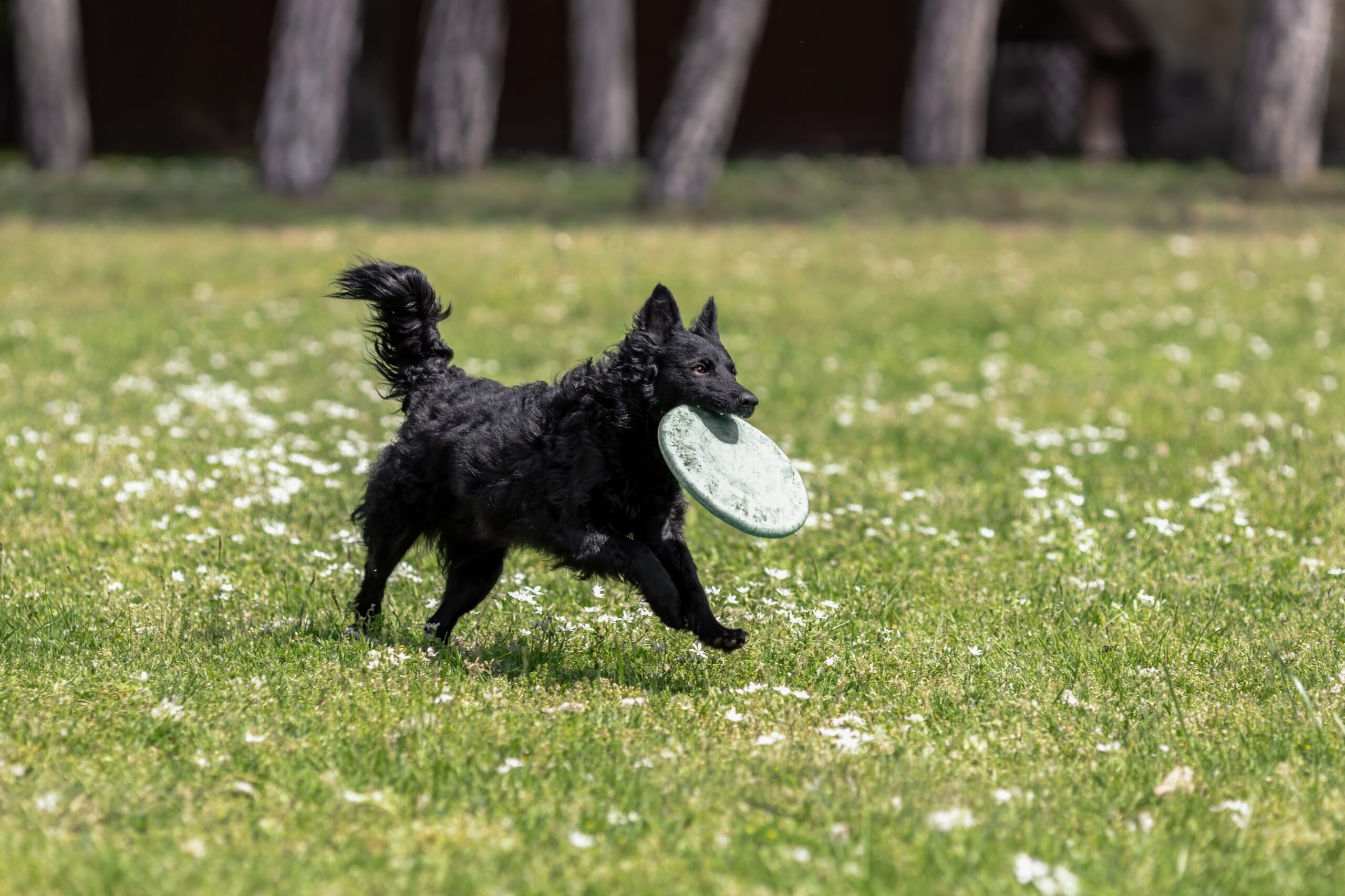 black mudi, a herding dog, running with a frisbee running in his mouth