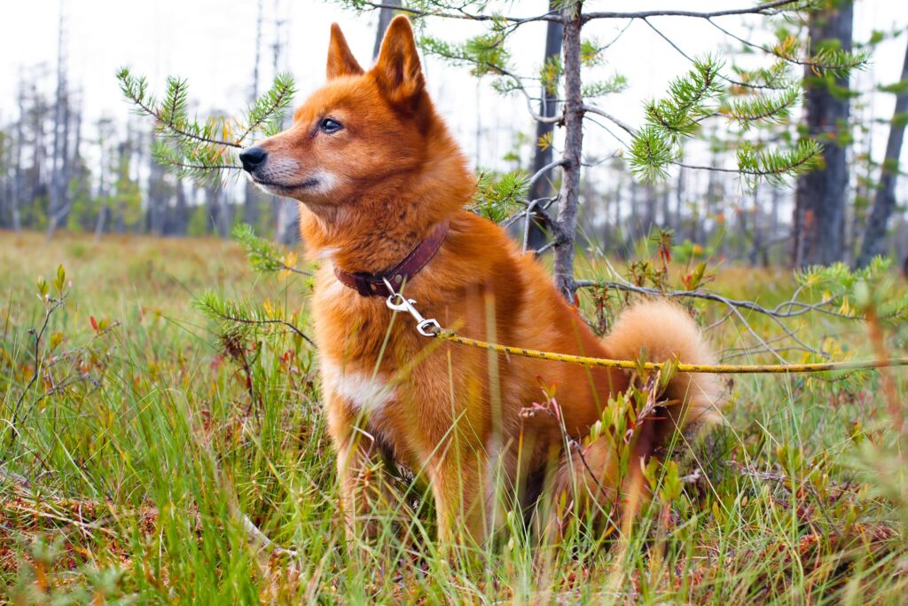 red finnish spitz dog sitting in a wooded area on a leash