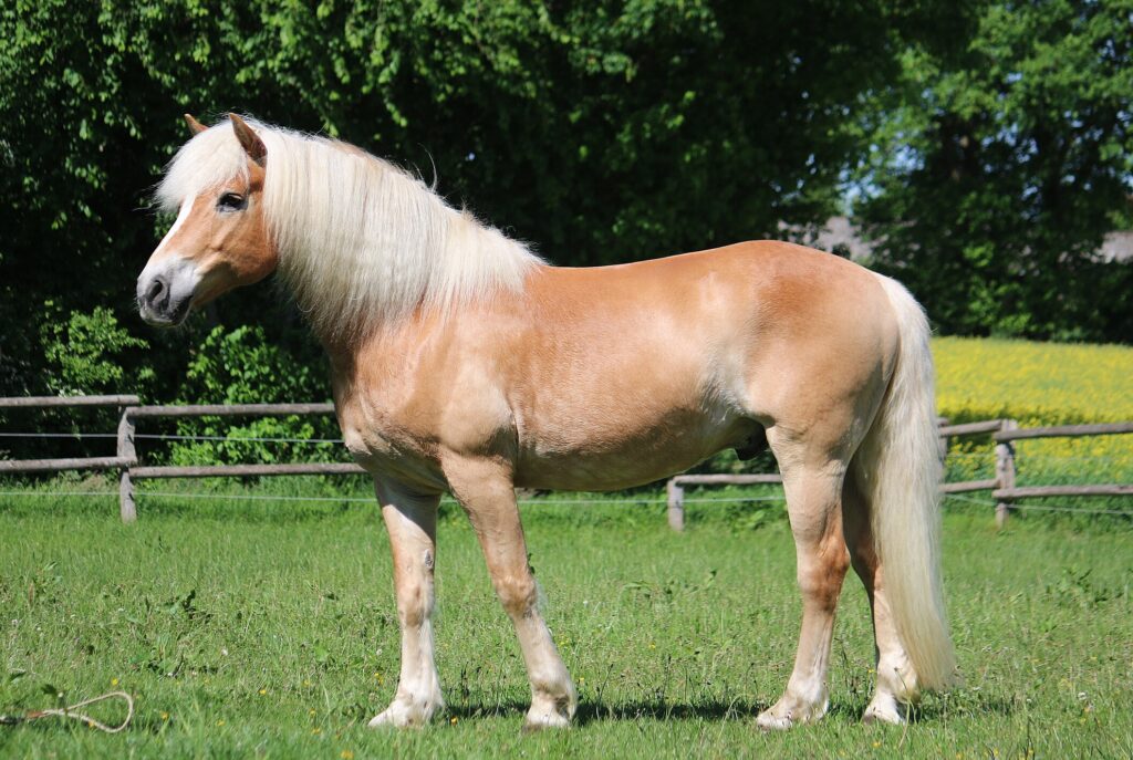 Haflinger horse standing in field