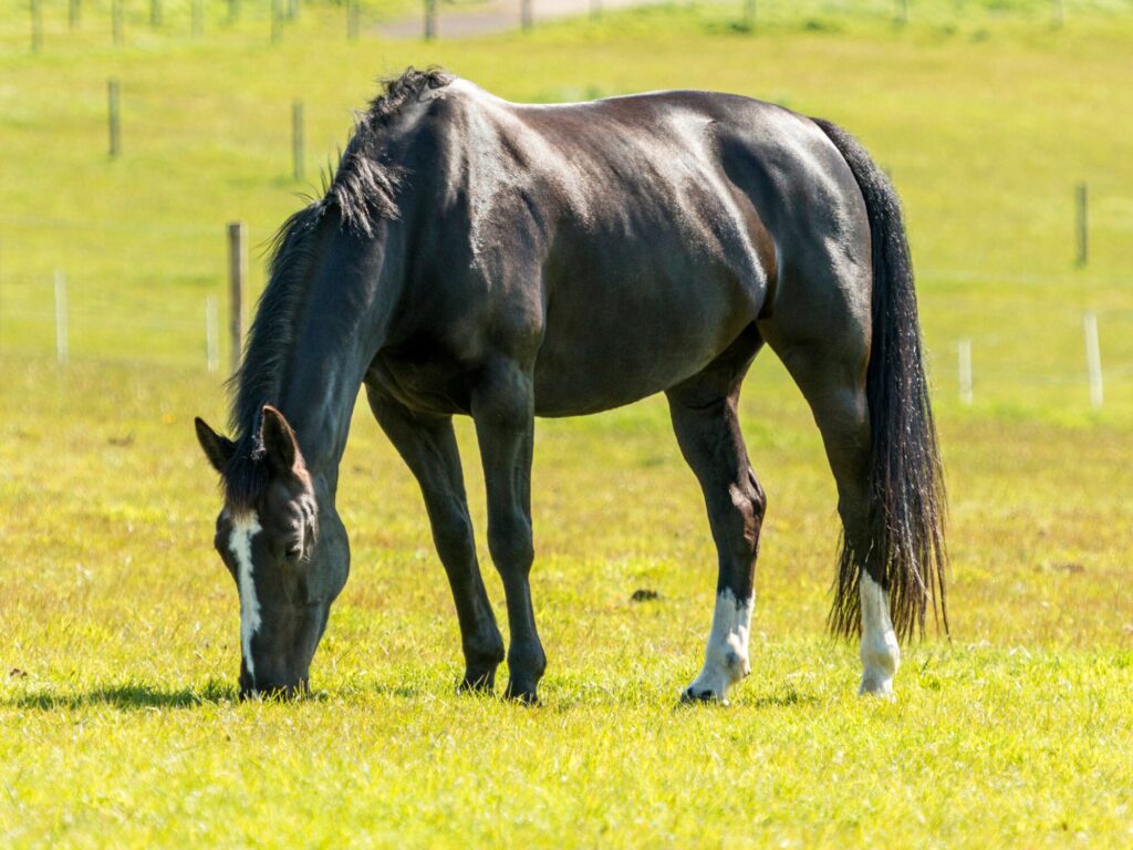 Hackney horse grazing in field