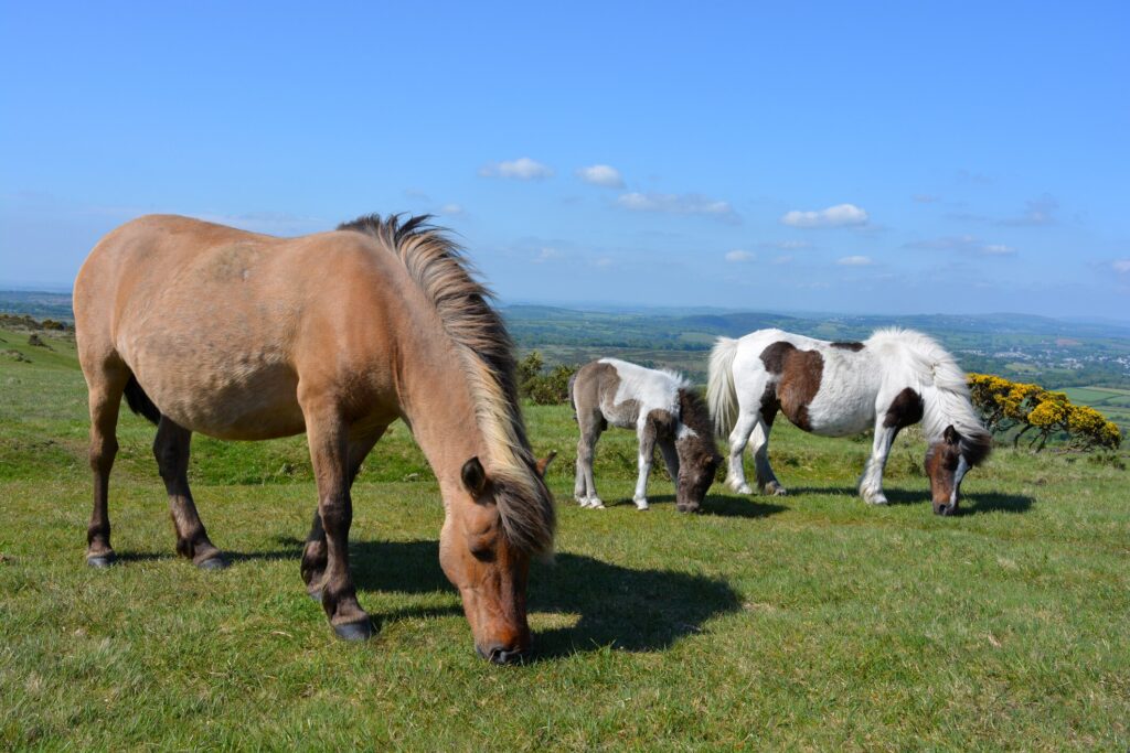 Dartmoor ponies in natural habitat