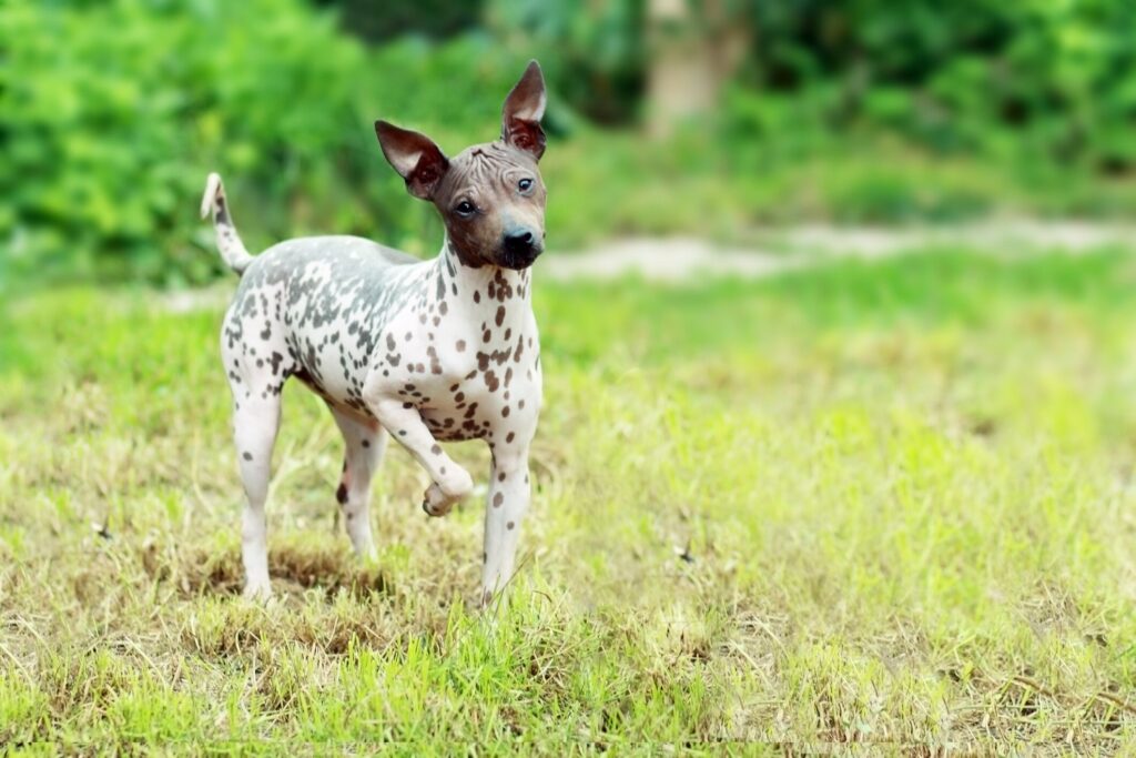white, spotted american hairless terrier standing in grass, pointing, with his head tilted