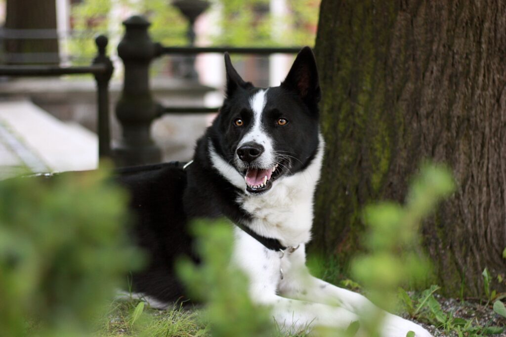 black and white karelian bear dog lying in grass under a tree