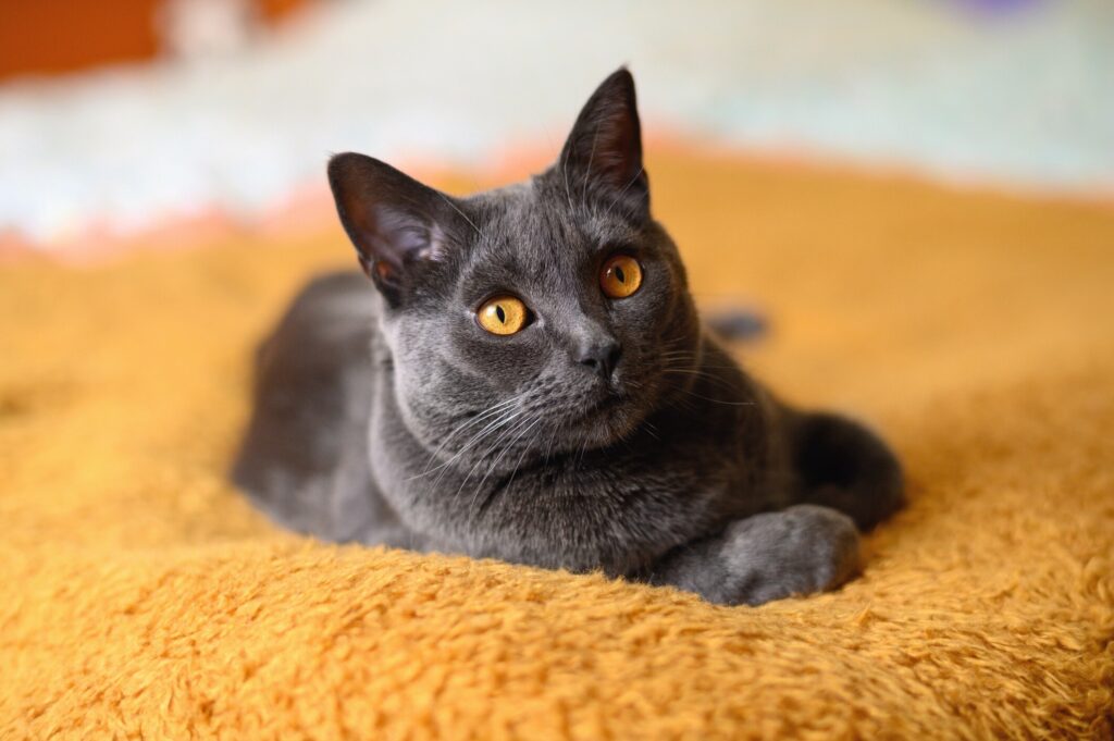 chartreux cat lying on a golden blanket