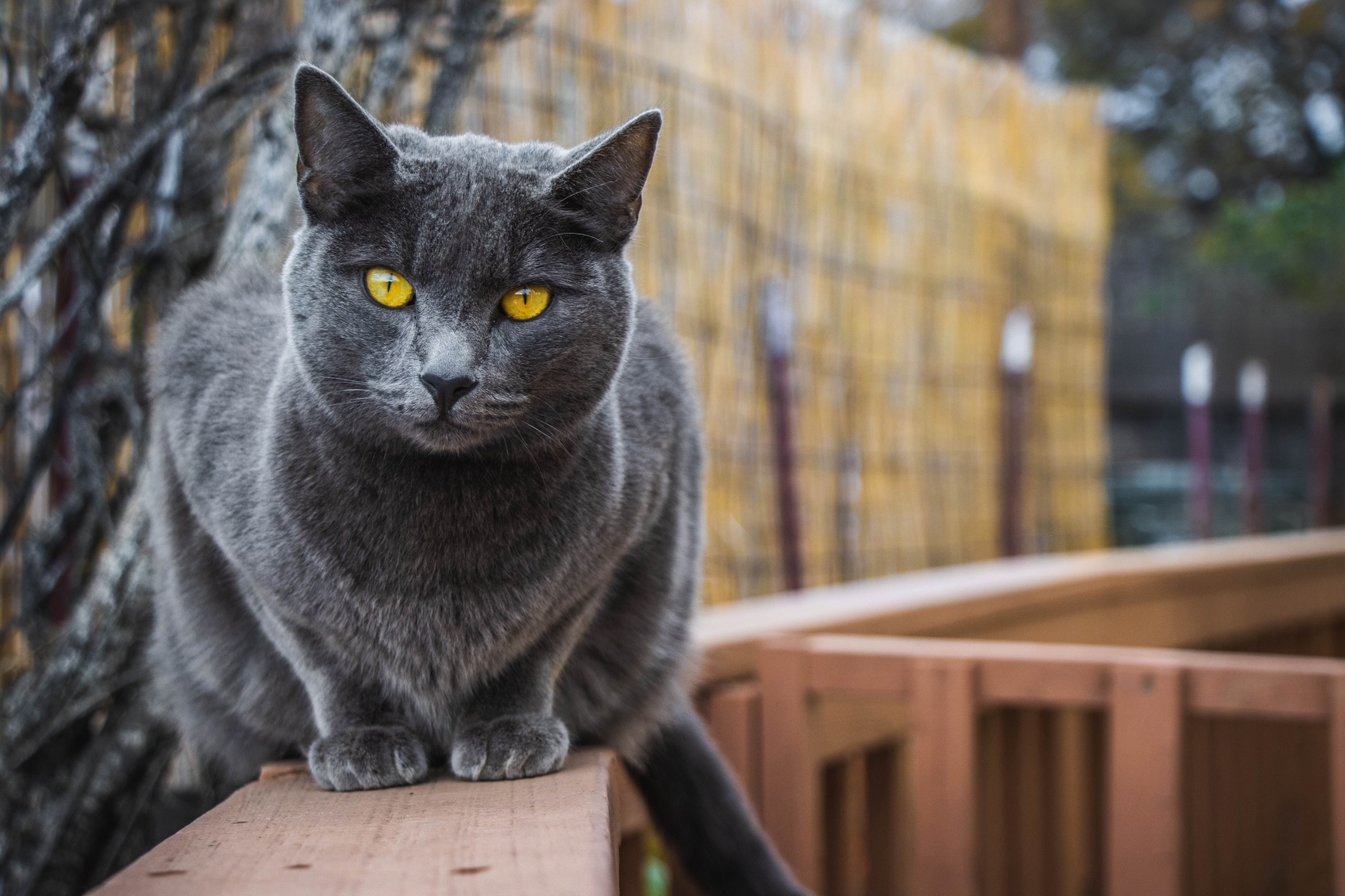 chartreux cat crouching on a deck railing outside