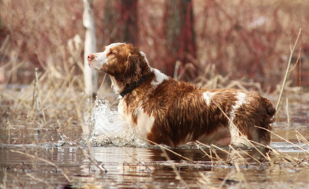 welsh springer spaniel standing in chest-deep lake water
