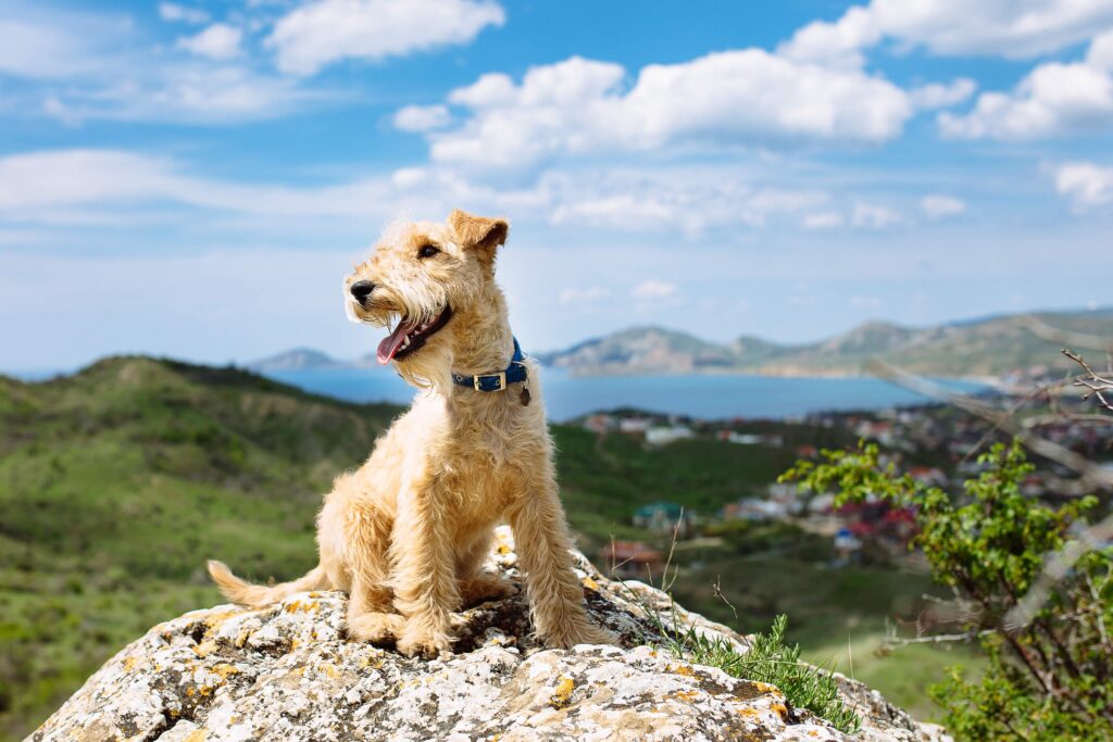 lakeland terrier sitting on a rock in front of a mountain and lake landscape